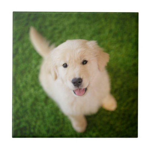 Golden Retriever Puppy on Grass Ceramic Tile