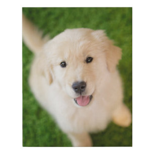 Golden Retriever Puppy on Grass Faux Canvas Print