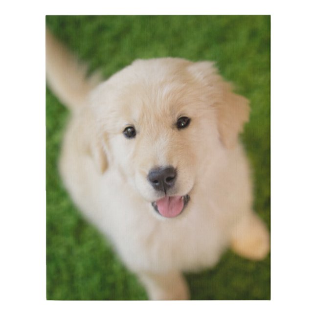 Golden Retriever Puppy on Grass Faux Canvas Print (Front)
