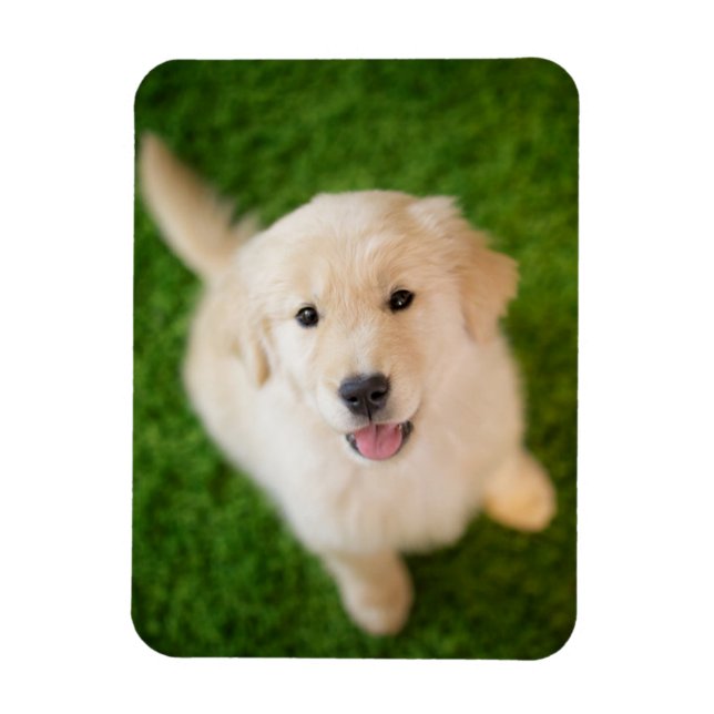 Golden Retriever Puppy on Grass Magnet (Vertical)