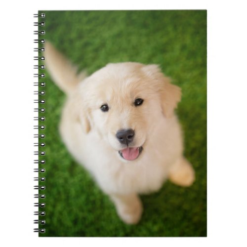 Golden Retriever Puppy on Grass Notebook