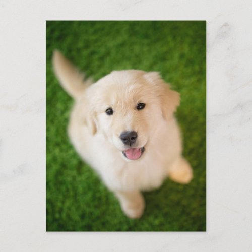 Golden Retriever Puppy on Grass Postcard
