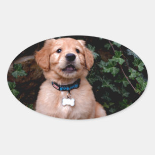 Golden Retriever Puppy Oval Sticker