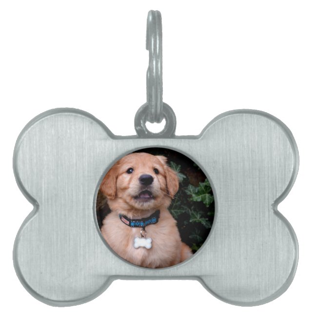 Golden Retriever Puppy Pet Tag (Front)