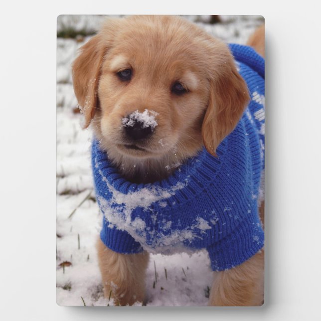 Golden Retriever Puppy Plaque (Front)