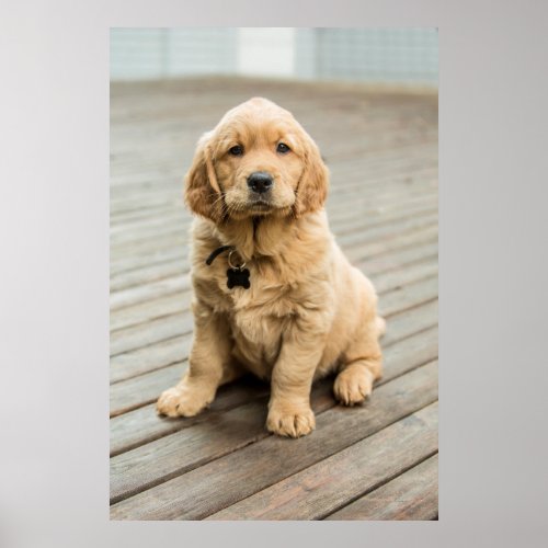 Golden Retriever Puppy Portrait Poster