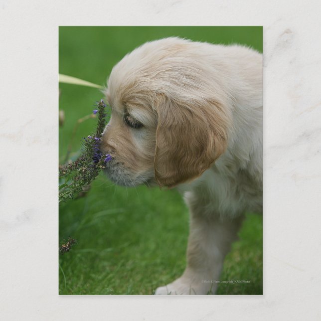 Golden Retriever Puppy Postcard (Front)
