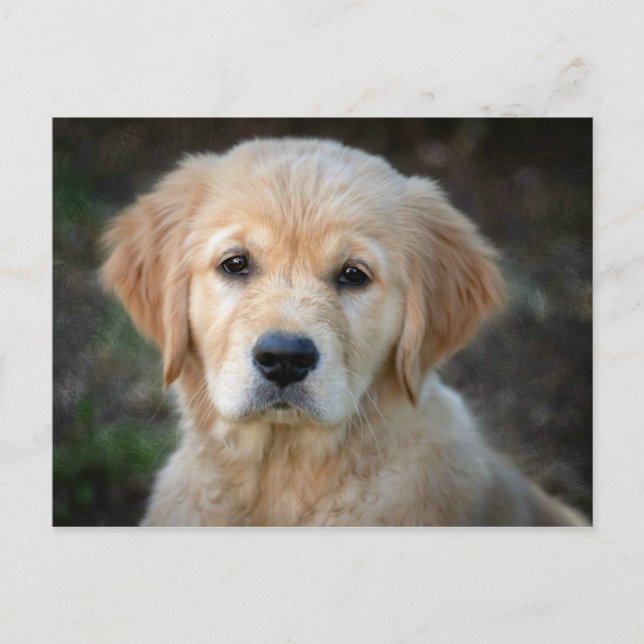 Golden Retriever Puppy Postcard (Front)