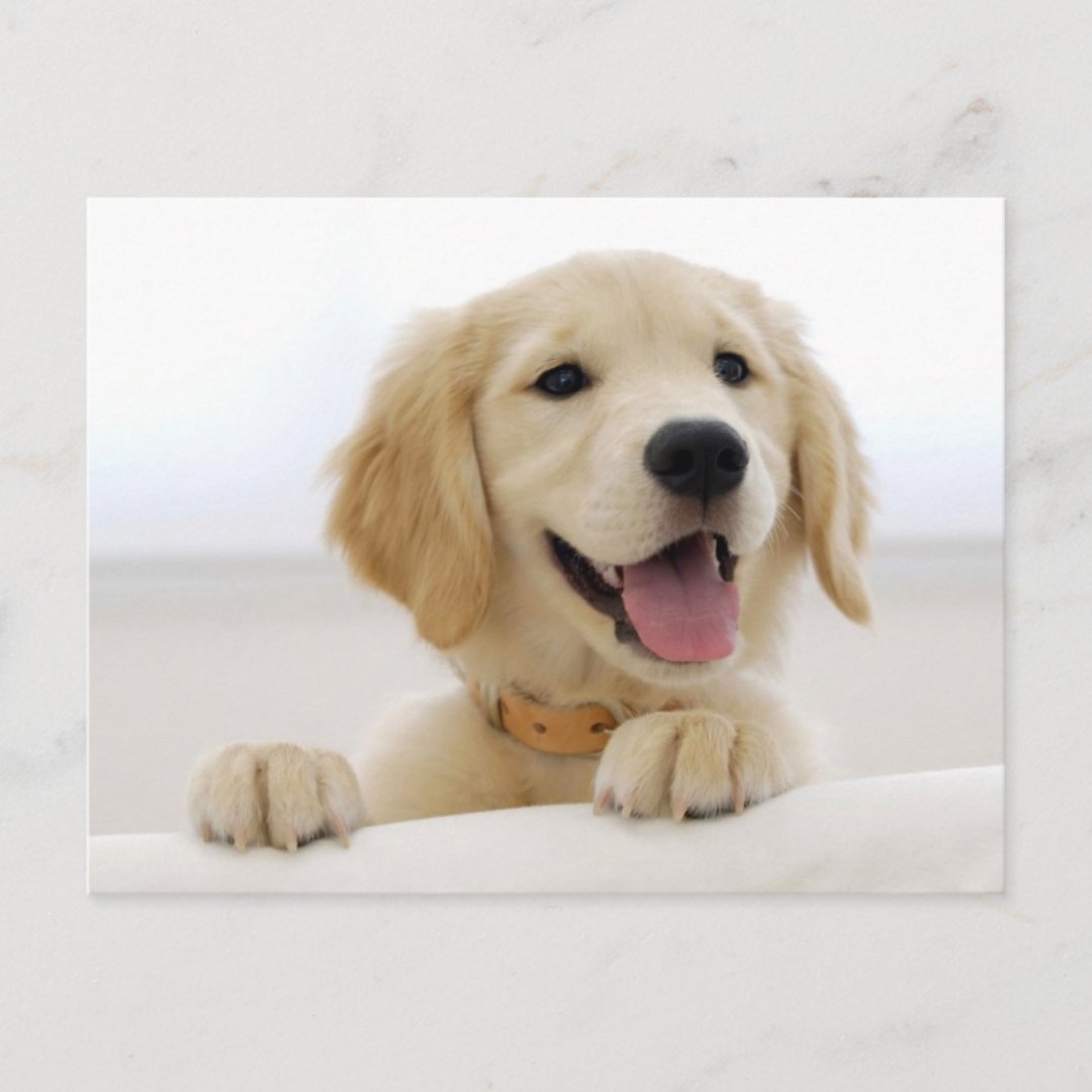 Golden retriever puppy postcard | Zazzle