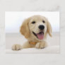 Golden retriever puppy postcard
