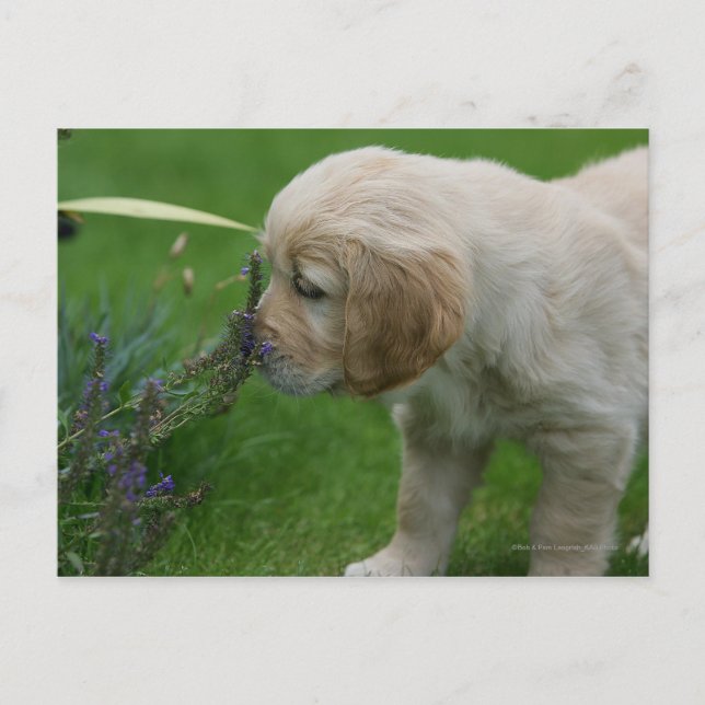 Golden Retriever Puppy Postcard (Front)