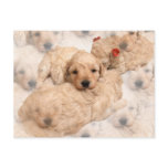 Golden Retriever Puppy Postcard
