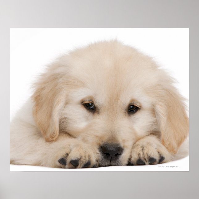 Golden retriever puppy poster (Front)