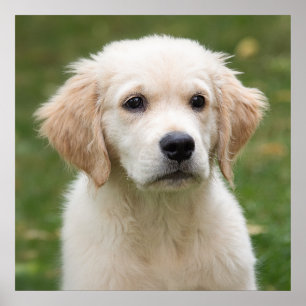 Golden retriever puppy poster