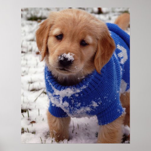 Golden Retriever Puppy Poster | Zazzle