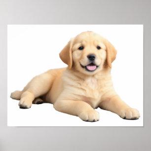 Golden Retriever Puppy Poster