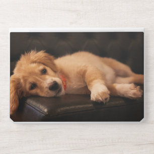 Golden Retriever Puppy Resting on Dark Couch Photo HP Laptop Skin