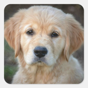Golden Retriever Puppy Square Sticker