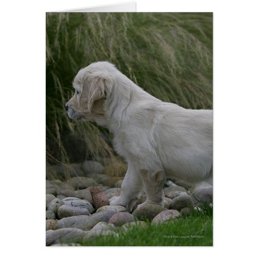 Golden Retriever Puppy Standing Cards (Front)