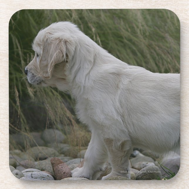 Golden Retriever Puppy Standing Drink Coaster (Front)