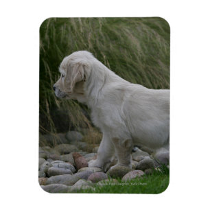 Golden Retriever Puppy Standing Magnet