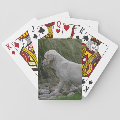 Golden Retriever Puppy Standing Playing Cards