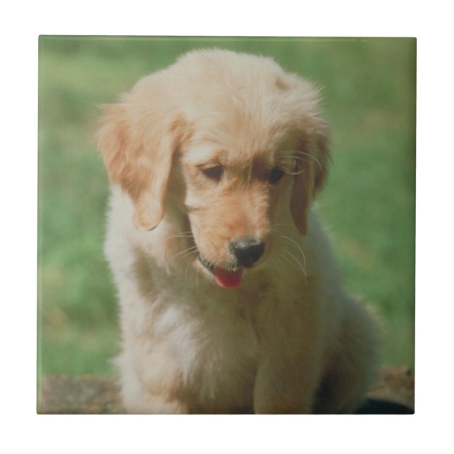 Golden Retriever Puppy Tile (Front)