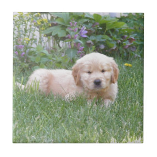 Golden Retriever Puppy Tile