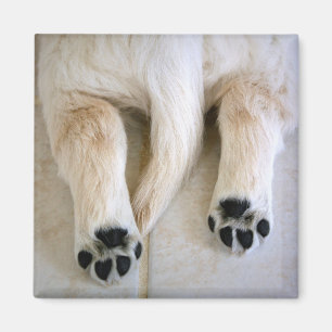Golden Retriever Puppy Toes Magnet