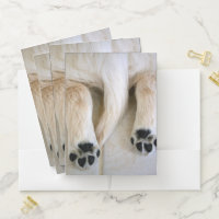 Golden Retriever Puppy Toes