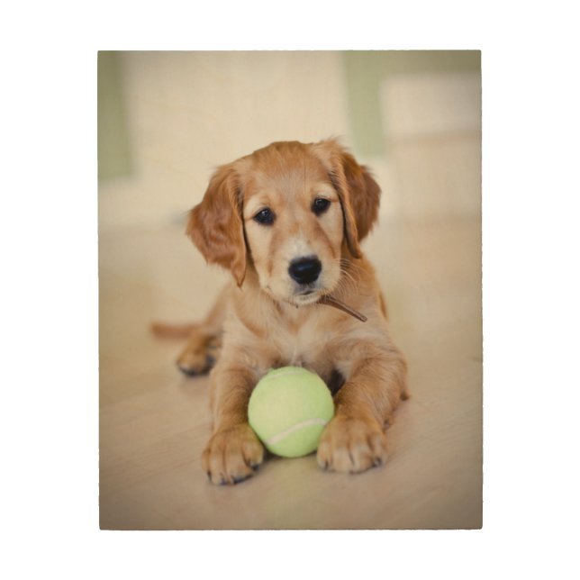 Golden Retriever Puppy Wants To Play Wood Wall Art (Front)