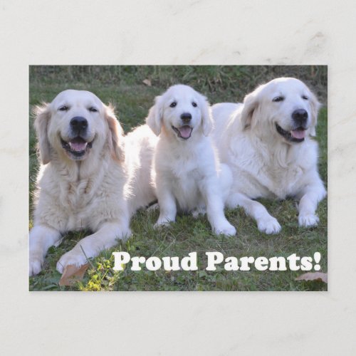 Golden Retriever Puppy with Proud Parents Postcard