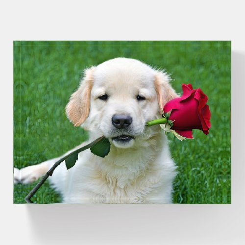 Golden Retriever Puppy with Red Rose Paperweight