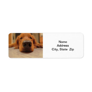 Golden Retriever Return Address Label, Nose Label