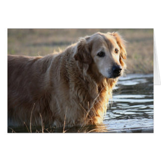 Golden Retriever (Rowdy) standing in water Cards