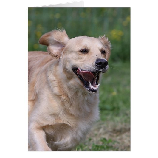 Golden Retriever Running 1 Cards (Front)