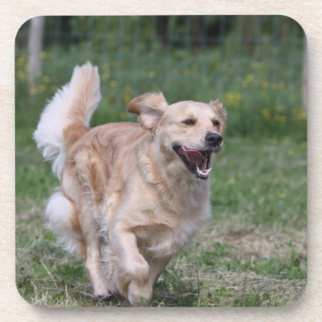 Golden Retriever Running 1 Drink Coaster (Front)