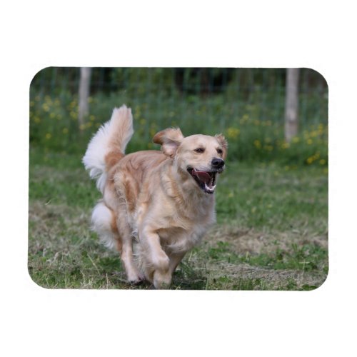 Golden Retriever Running 1 Magnet