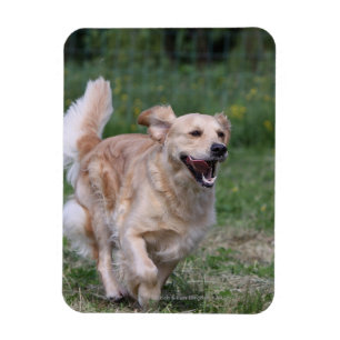 Golden Retriever Running 1 Magnet