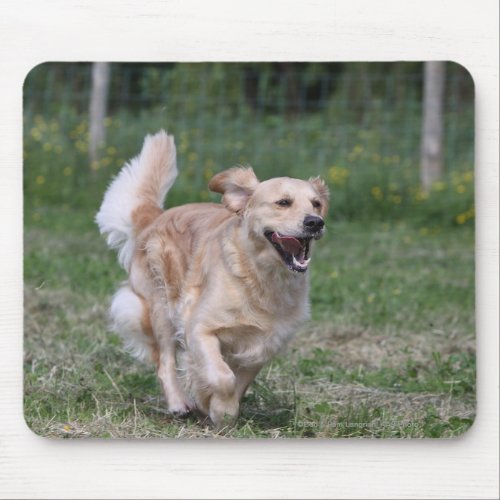 Golden Retriever Running 1 Mouse Pad