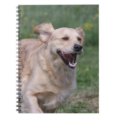 Golden Retriever Running 1 Notebook