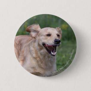 Golden Retriever Running 1 Pinback Button