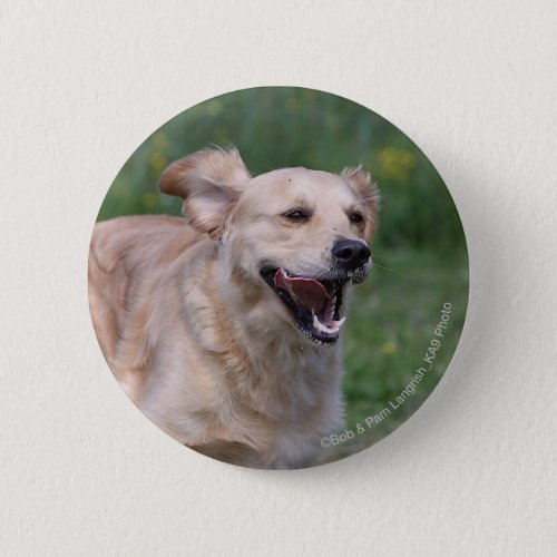 Golden Retriever Running 1 Pinback Button