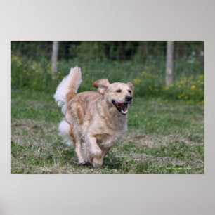Golden Retriever Running 1 Poster