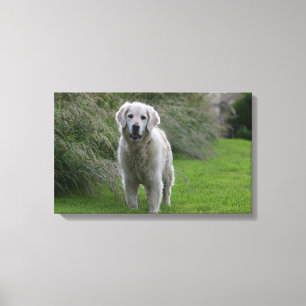 Golden Retriever Running 2 Canvas Print