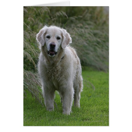 Golden Retriever Running 2 Cards (Front)