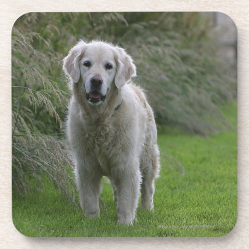 Golden Retriever Running 2 Drink Coaster