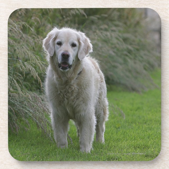 Golden Retriever Running 2 Drink Coaster (Front)