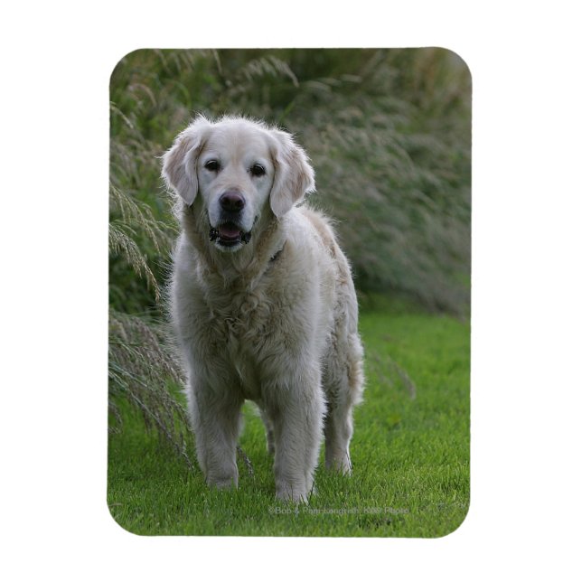 Golden Retriever Running 2 Magnet (Vertical)