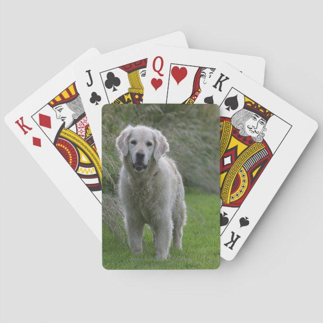 Golden Retriever Running 2 Poker Cards (Back)